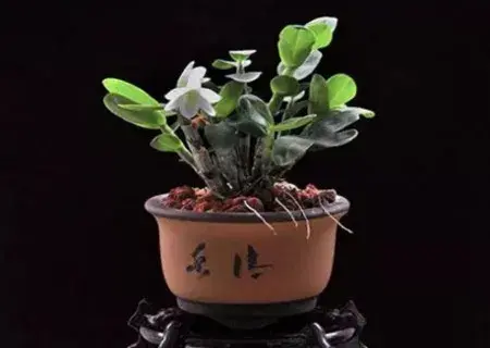 盆景养护管理 | 盆栽石斛如何越冬