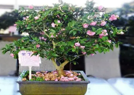 盆景养护管理 | 丁香花有盆栽的吗？盆栽丁香花如何管理