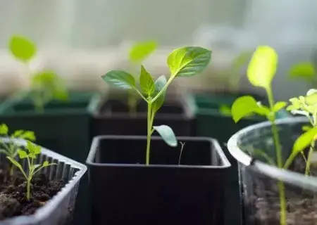 花卉果蔬盆景 | 阳台樱桃番茄种植方法