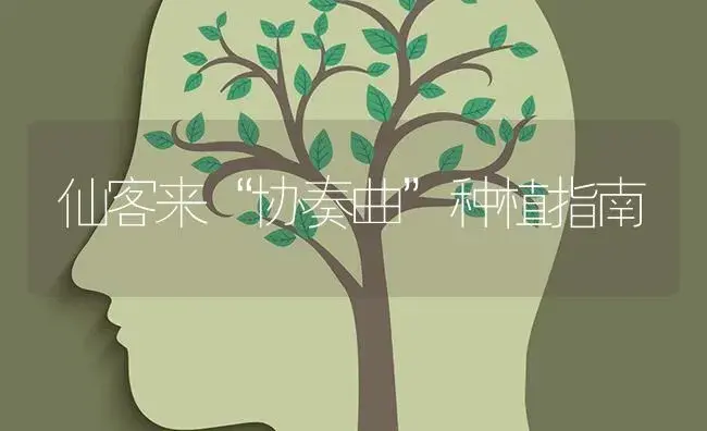 仙客来“协奏曲”种植指南 | 特种种植