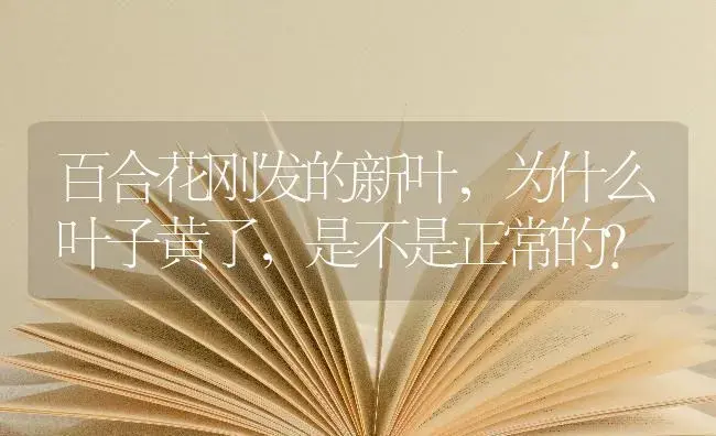 百合花刚发的新叶，为什么叶子黄了，是不是正常的？ | 绿植常识