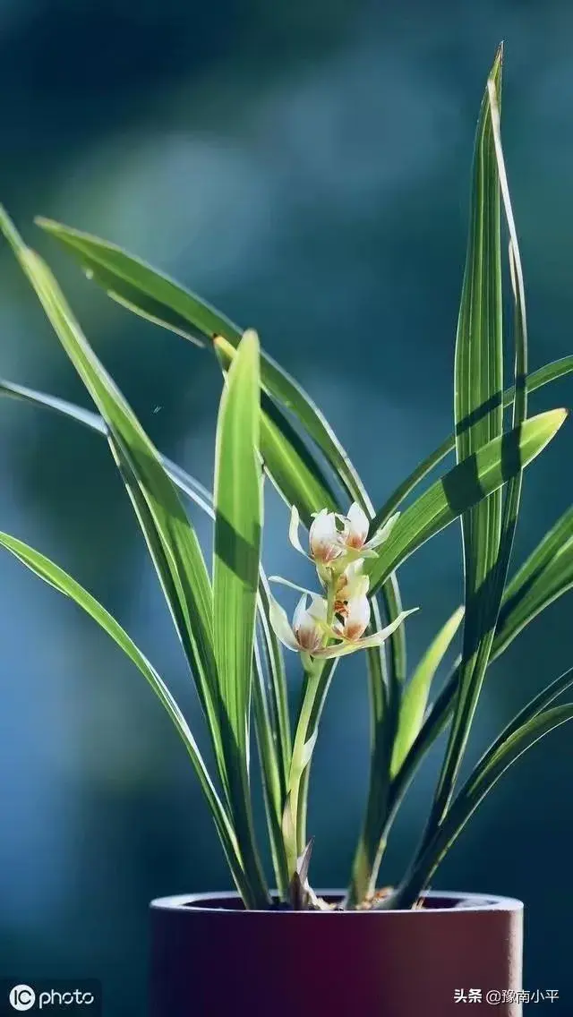 兰草开花后如何护理？