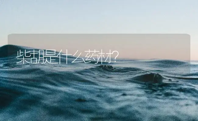 柴胡是什么药材？ | 药材种植