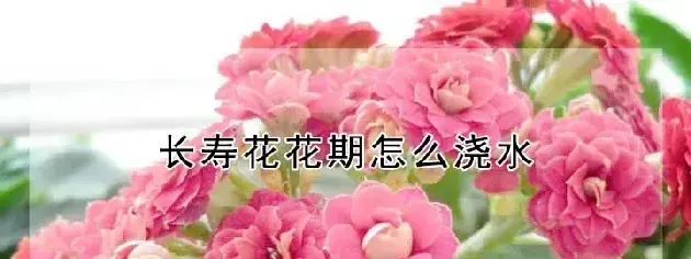 长寿花花期怎么浇水