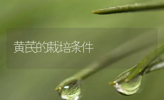 黄芪的栽培条件 | 药材种植