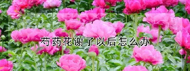 芍药花谢了以后怎么办