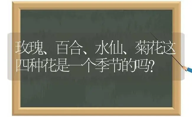 玫瑰、百合、水仙、菊花这四种花是一个季节的吗？ | 绿植常识