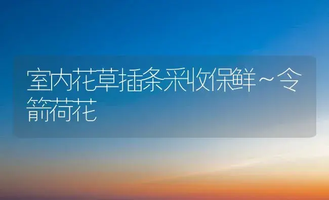 室内花草插条采收保鲜～令箭荷花 | 家庭养花