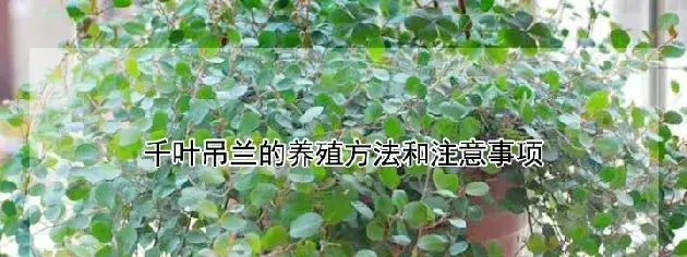 千叶吊兰的养殖方法和注意事项