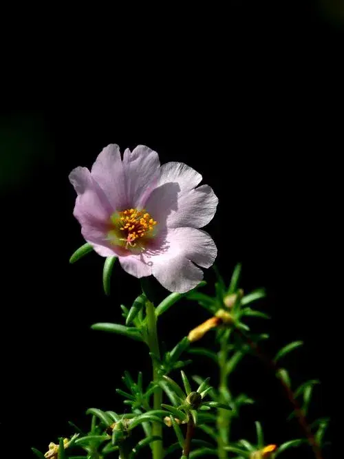 太阳花唯美花语，太阳花种植方法和时间