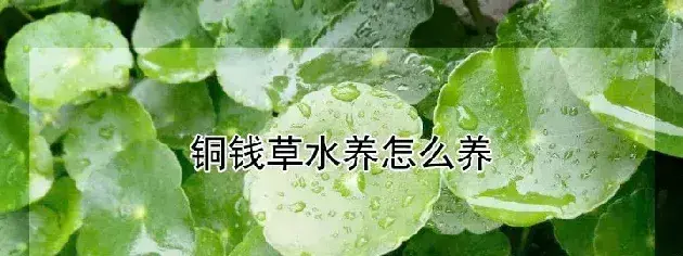 铜钱草水养怎么养