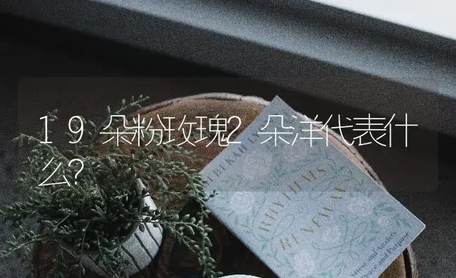 19朵粉玫瑰2朵洋代表什么？ | 绿植常识