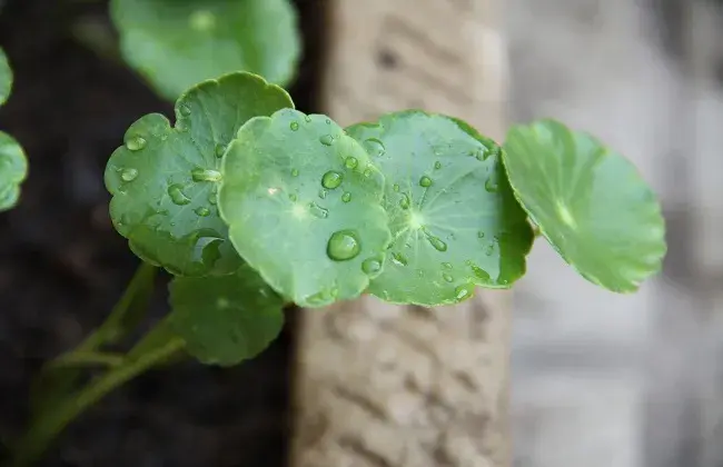 铜钱草掉叶片怎么办