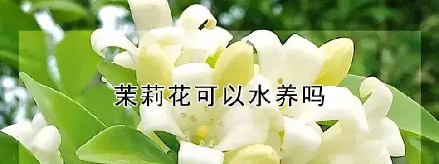 茉莉花可以水养吗