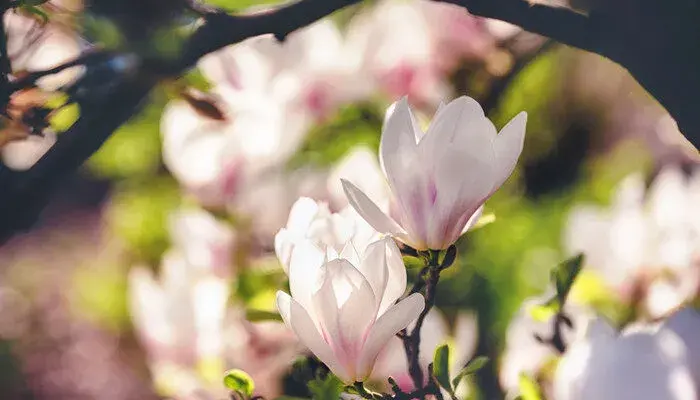 木兰花花语