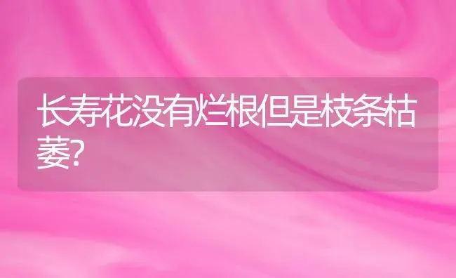 长寿花没有烂根但是枝条枯萎？ | 多肉养殖