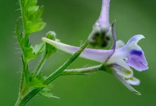 飞燕草花语有哪些？