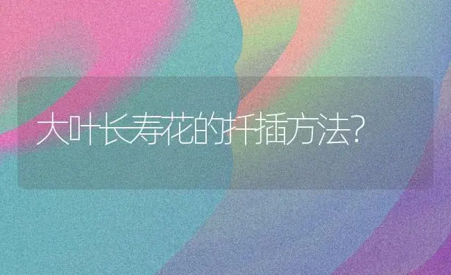 大叶长寿花的扦插方法？ | 多肉养殖