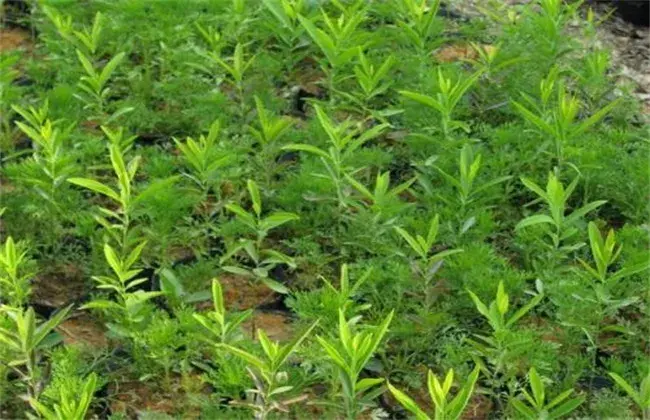 檀香的栽培对策