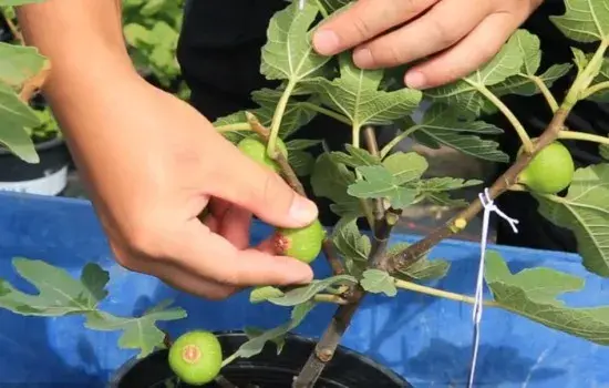 盆栽修剪 | 盆栽无花果如何疏果