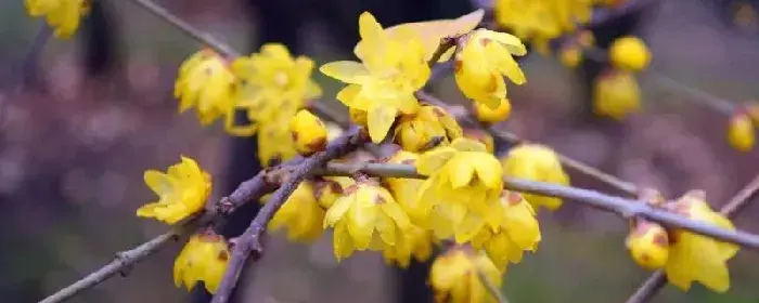 蓝色腊梅的花语和象征