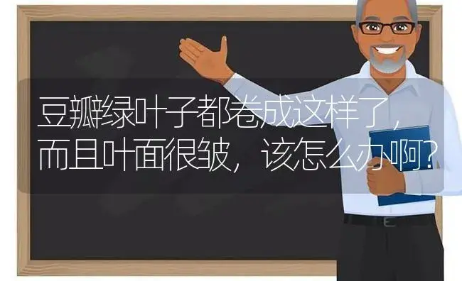 豆瓣绿叶子都卷成这样了,而且叶面很皱,该怎么办啊？ | 多肉养殖