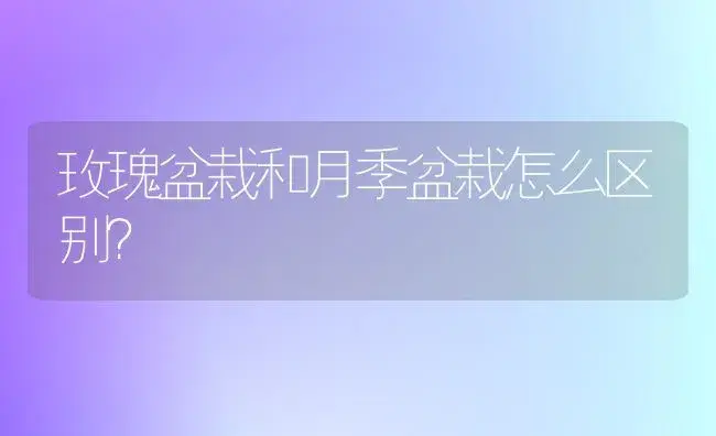 玫瑰盆栽和月季盆栽怎么区别？ | 绿植常识