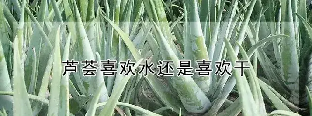 芦荟喜欢水还是喜欢干