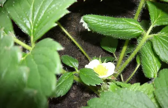 菠萝莓的栽培技术