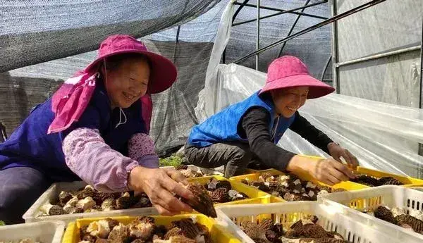 贵州省毕节市七星关区：羊肚菌“撑起”幸福梦 助力当地产业发展