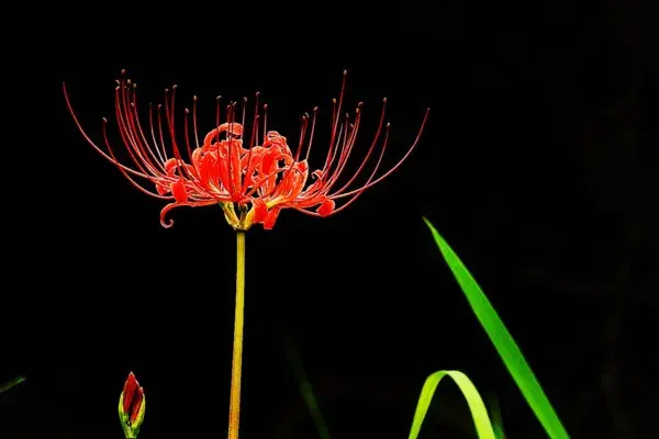 彼岸花的花语