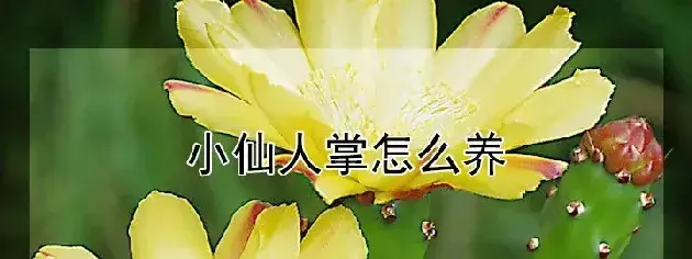 小仙人掌怎么养