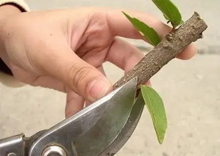 盆栽育苗 | 植物扦插繁殖新技术图解