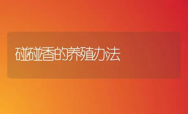 碰碰香的养殖办法 | 家庭养花