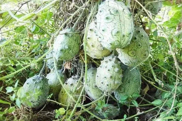 在家种植什么简单又赚钱，根据实际情况选择合适的项目