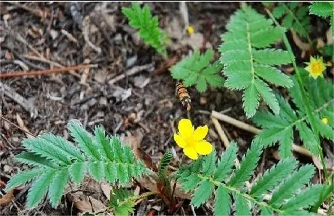 蕨麻的栽培技术