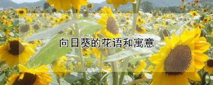 向日葵的花语和寓意