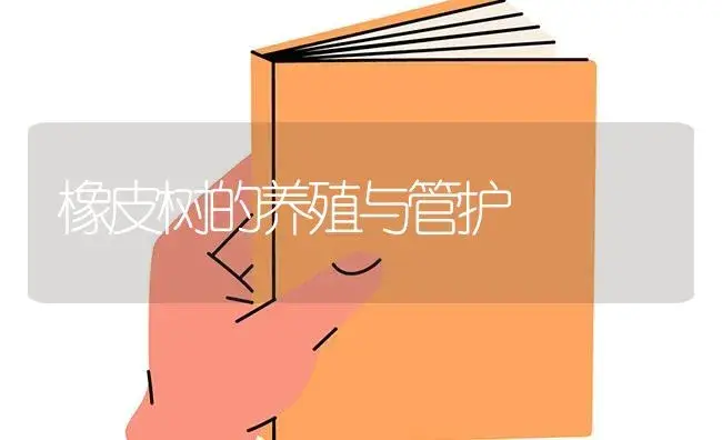 橡皮树的养殖与管护 | 特种种植