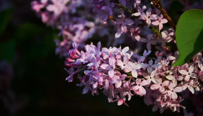 丁香花的花语是什么