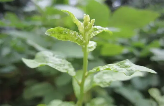 枸杞常见病虫害防治和治疗措施