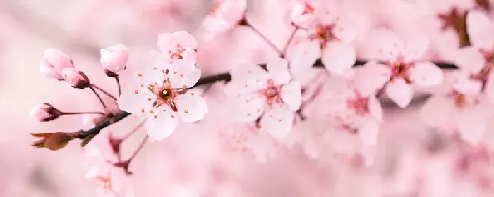 樱花的花语与寓意是什么 樱花的花语与寓意是什么呢