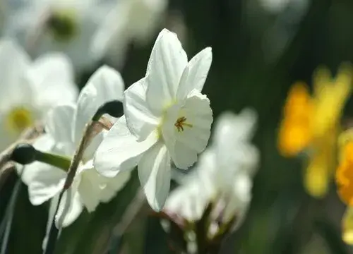 表示自信的花 花语是自信的花