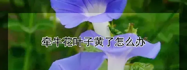 牵牛花叶子黄了怎么办