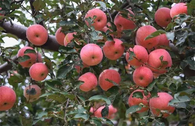 苹果园夏天管理技术要点