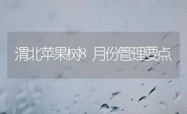 渭北苹果树8月份管理要点 | 果木种植