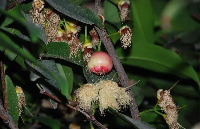 怎样促使莲雾花芽分化