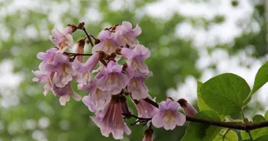 泡桐花有哪些颜色？泡桐花的花语及图片