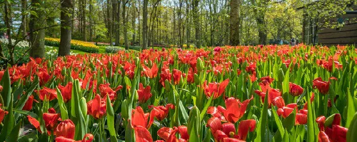 郁金香花语 郁金香花语是什么