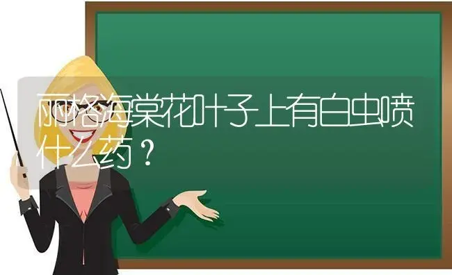 丽格海棠花叶子上有白虫喷什么药？ | 绿植常识