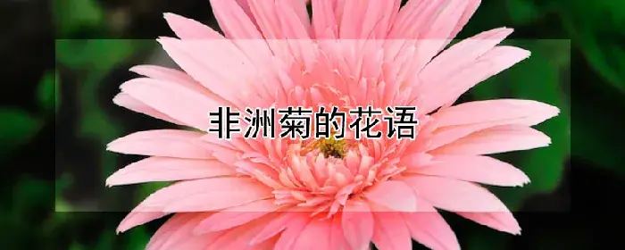 非洲菊的花语